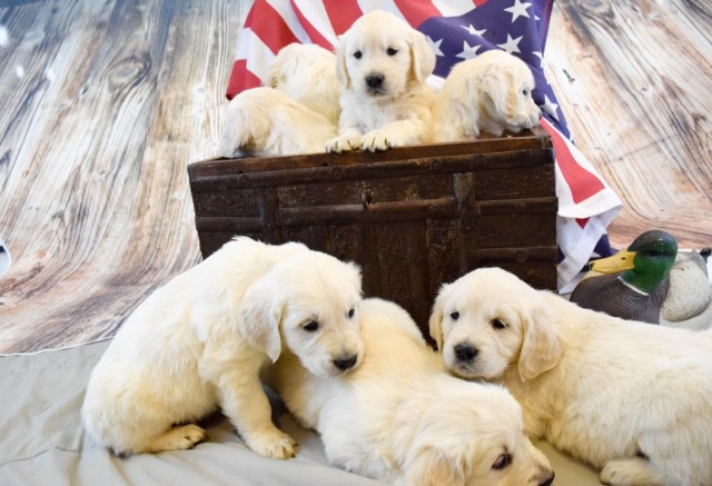 Golden Retriever puppy dog for sale in Grand Junction ...