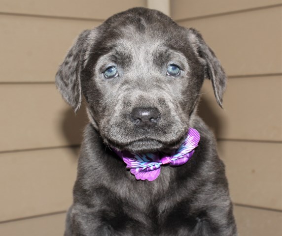 Labrador Retrievers- Daisy