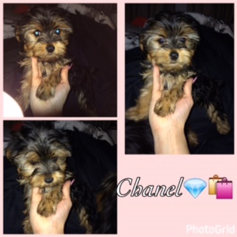 Yorkshire Terrier puppy for sale + 48452