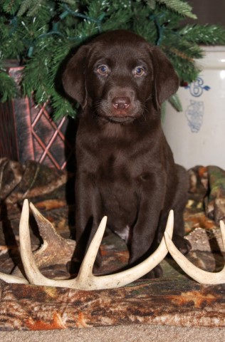 AKC Labrador puppies