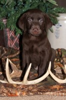 AKC Labrador puppies Labrador Retriever for sale/adoption