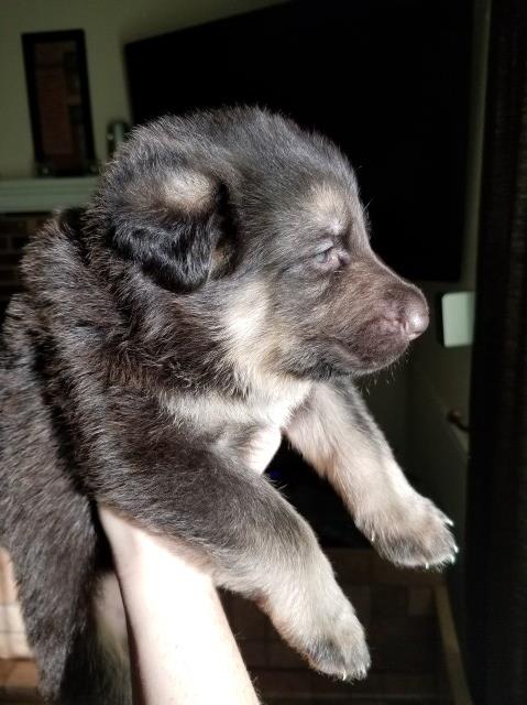 Blue AKC German Shepherd Puppy Male