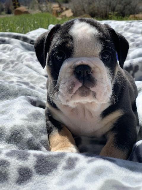 Tri English Bulldog Puppies for Sale