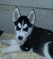AKC Siberian Husky Champion  lines Siberian Husky for sale/adoption
