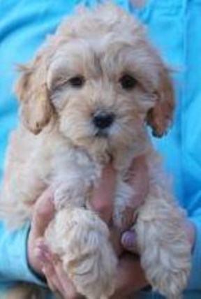 Labradoodle puppy for sale + 48187