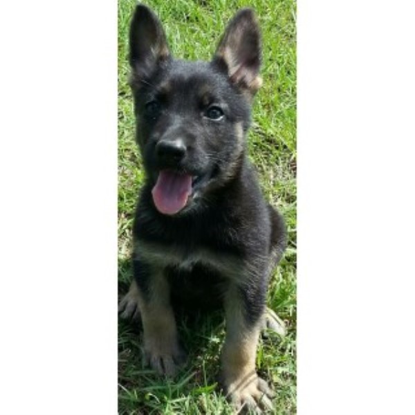 German Shepherd Dog puppy dog for sale in Vidalia,