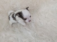 Last Puppy Listed