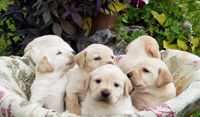 Yellow Labrador Retriever Puppies For Sale