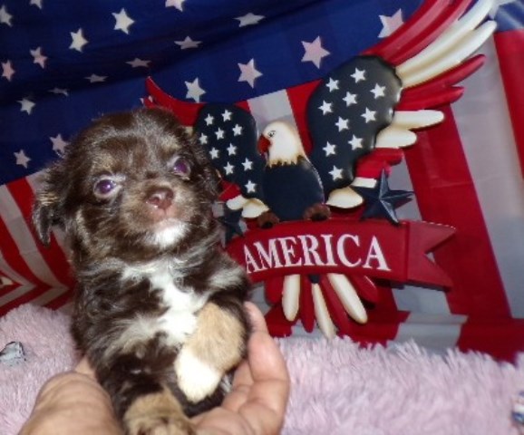 Chihuahua puppy for sale + 66373