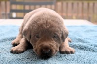 Labrador Retriever thumbnail