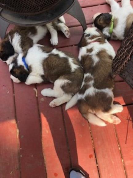Saint Bernard Puppies