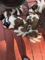 Saint Bernard Puppies Saint Bernard for sale/adoption