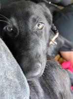 Say hello to Cagney German Shepherd Dog for sale/adoption