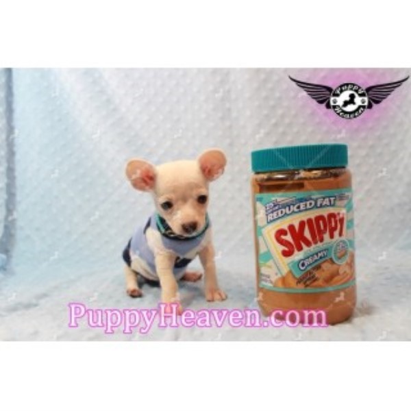 Cute Teacup Chiweenie Puppies (chihuahua/dachshund) Available In Las Vegas/henderson!!!!