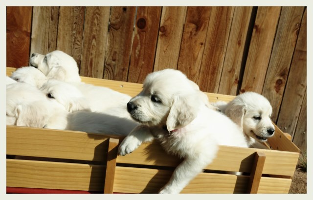 Golden Retriever puppy for sale + 50250