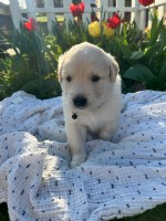 Eddie - Great Pyrenees/Golden Retriever Male Puppy Great Pyrenees for sale/adoption