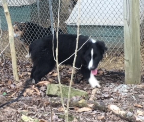 Australian Shepherd Dog puppy for sale + 55010