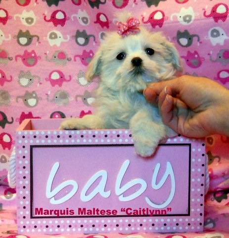 Maltese puppy for sale + 49230