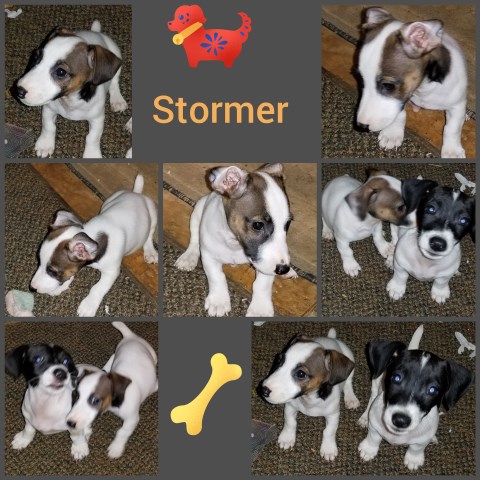 CKC Jack Russell Pups