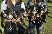 Bernese Mountain Dog thumbnail
