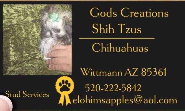 Shih Tzu puppy for sale + 66677