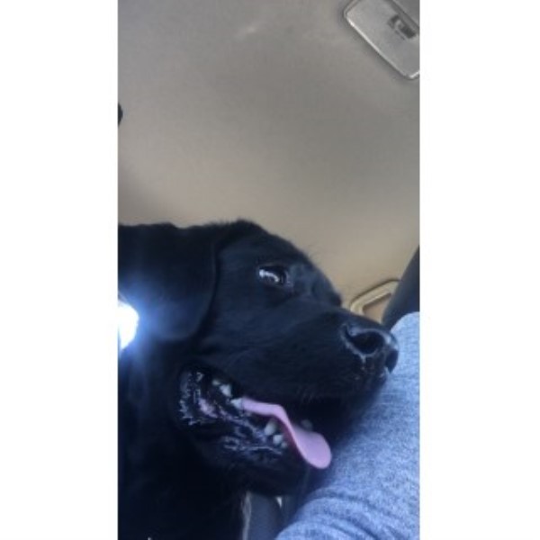 Labrador Retriever puppy for sale + 45761