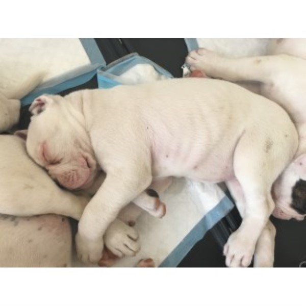 American Bulldog Puppies