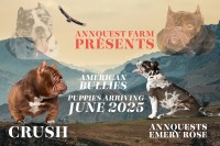 Boston Terriers American Bulldog for sale/adoption