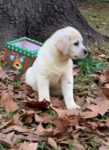 Cream White and Yellow Labrador Retriever Pups available for Christmas