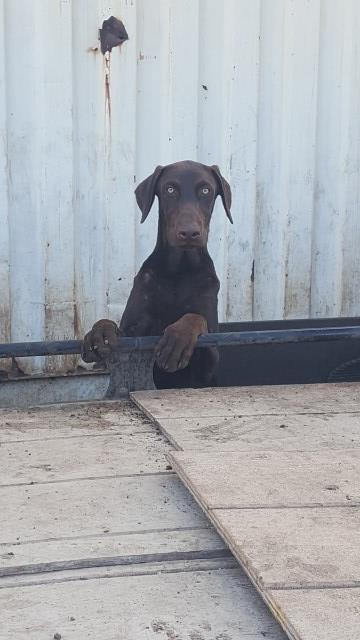 Doberman-Lab puppies