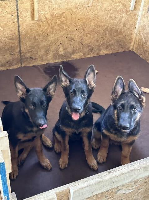 Beautiful German Shepherd Pups