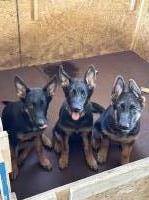 Beautiful German Shepherd Pups German Shepherd Dog for sale/adoption