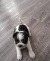 Cutest Puppies Ever Japanese Chin for sale/adoption