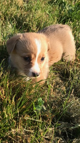 Pembroke Welsh Corgi puppy for sale + 64820