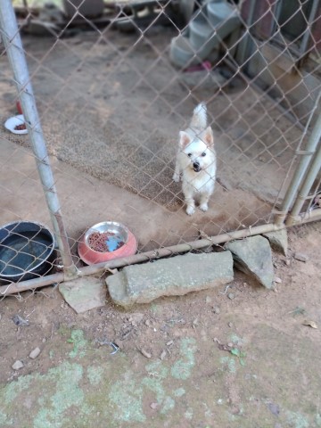 Male Yorkiepoo  Blonde Colored