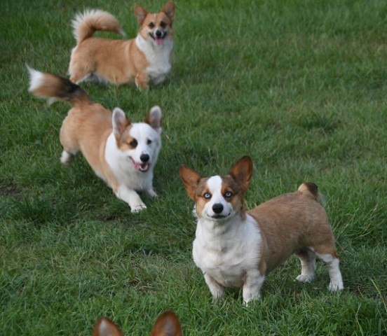 Pembroke Welsh Corgi