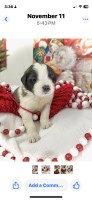 Sweet Saints Available Now!!! Saint Bernard for sale/adoption