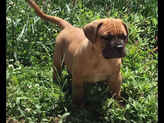 Dogue de Bordeaux puppy black mask male 9 weeks old French Mastiff 6/22/24 Bruiser