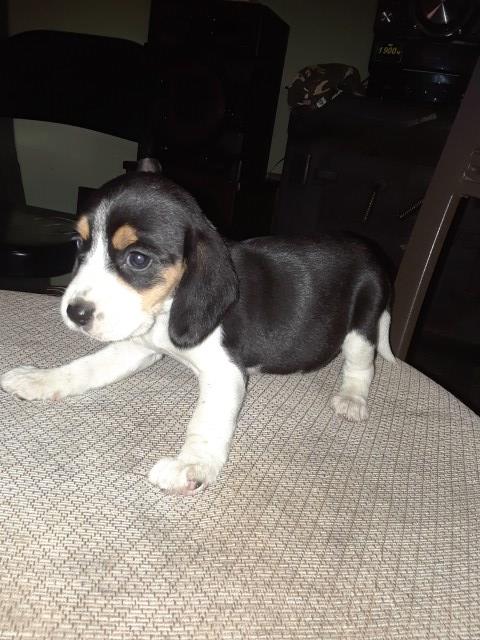 Beagle puppy for sale + 50732