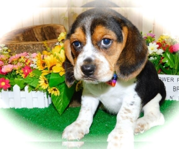 Beagle Babies. Prespoiled. Great with KIDS!!!
