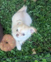 Tiny Long Coat Apple Head Chihuahua Female Cherry    Videos Chihuahua for sale/adoption
