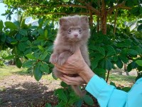 Rare Exotic Lilac (Lavender) Pomeranian Puppy Female Pomeranian for sale/adoption