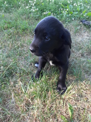 Staustralian Shepherd / Lab mix puppies (aussiedors)