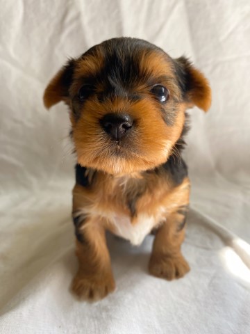 Yorkshire Terrier puppy for sale + 65888