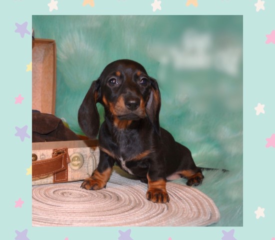Dachshund puppy for sale + 54025