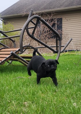 Pug puppy pure breed boy