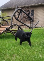 Pug puppy pure breed boy Pug for sale/adoption