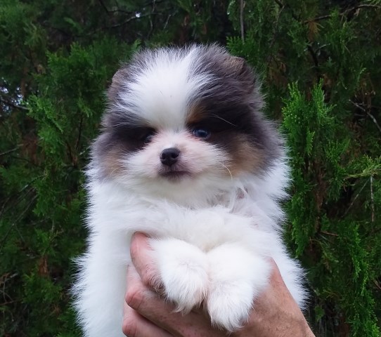 Teddy Bear Pomeranian Puppy Male, Blue Eyes