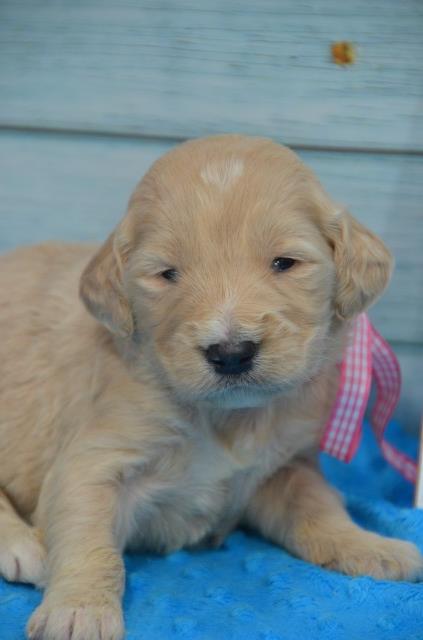 Goldendoodle Puppies