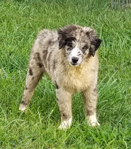 Australian Shepherd Dog puppy for sale + 53831